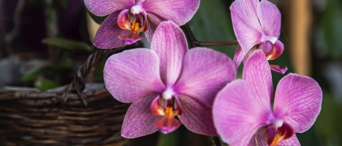 Searles How to grow phalaenopsis orchids